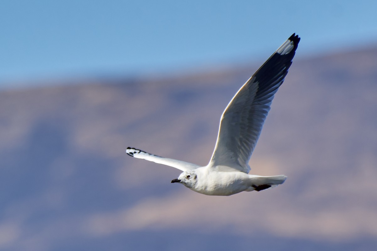 Andean Gull - ML611467377