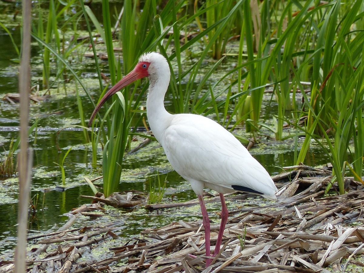 ibis bílý - ML61146741