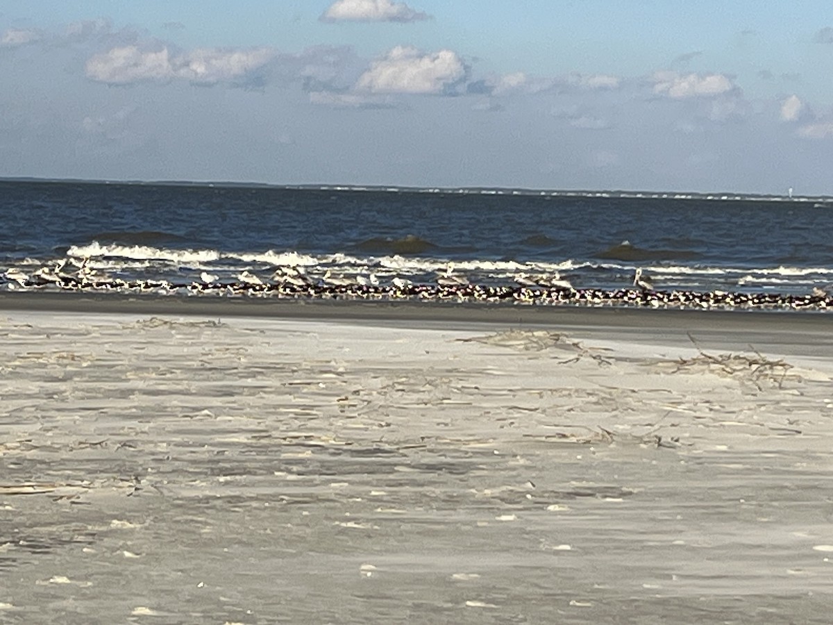 Black Skimmer - ML611467416