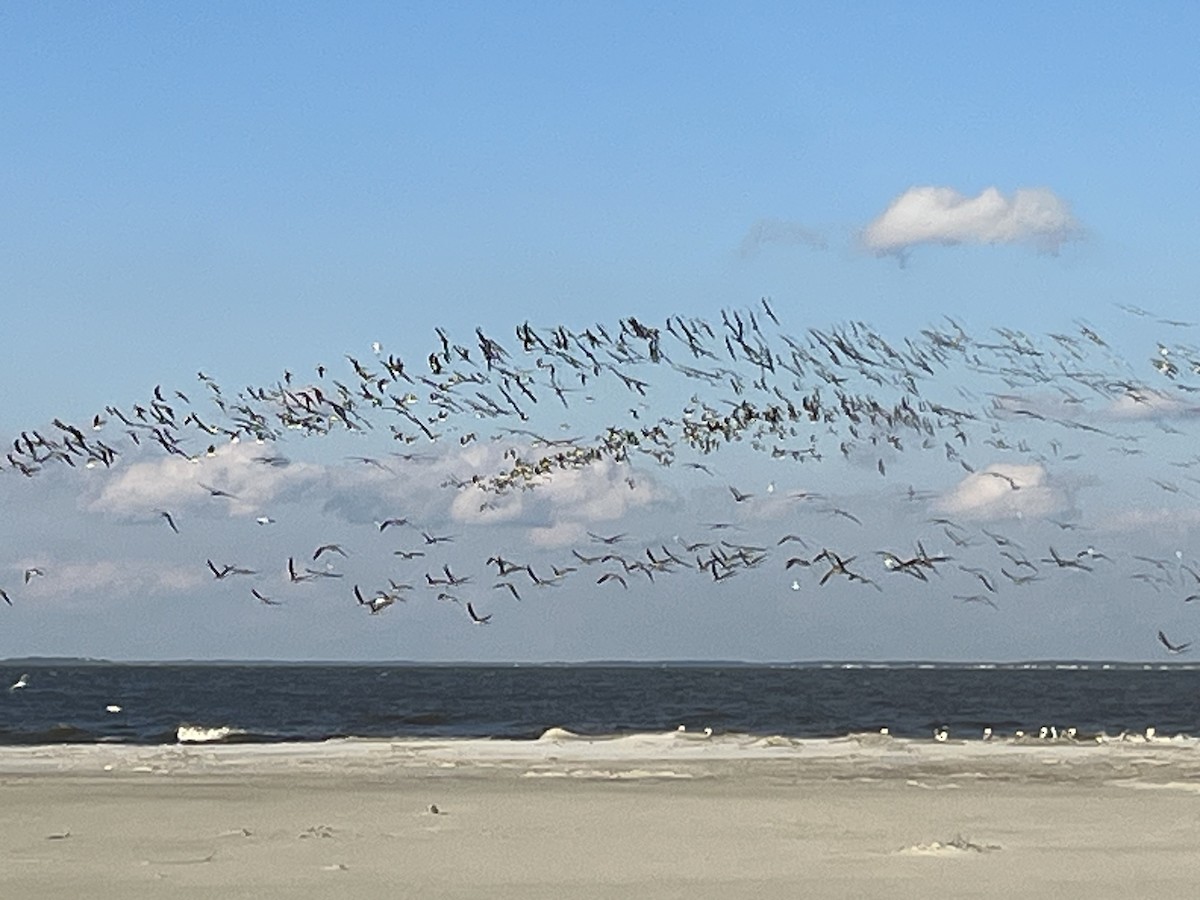 Black Skimmer - ML611467417