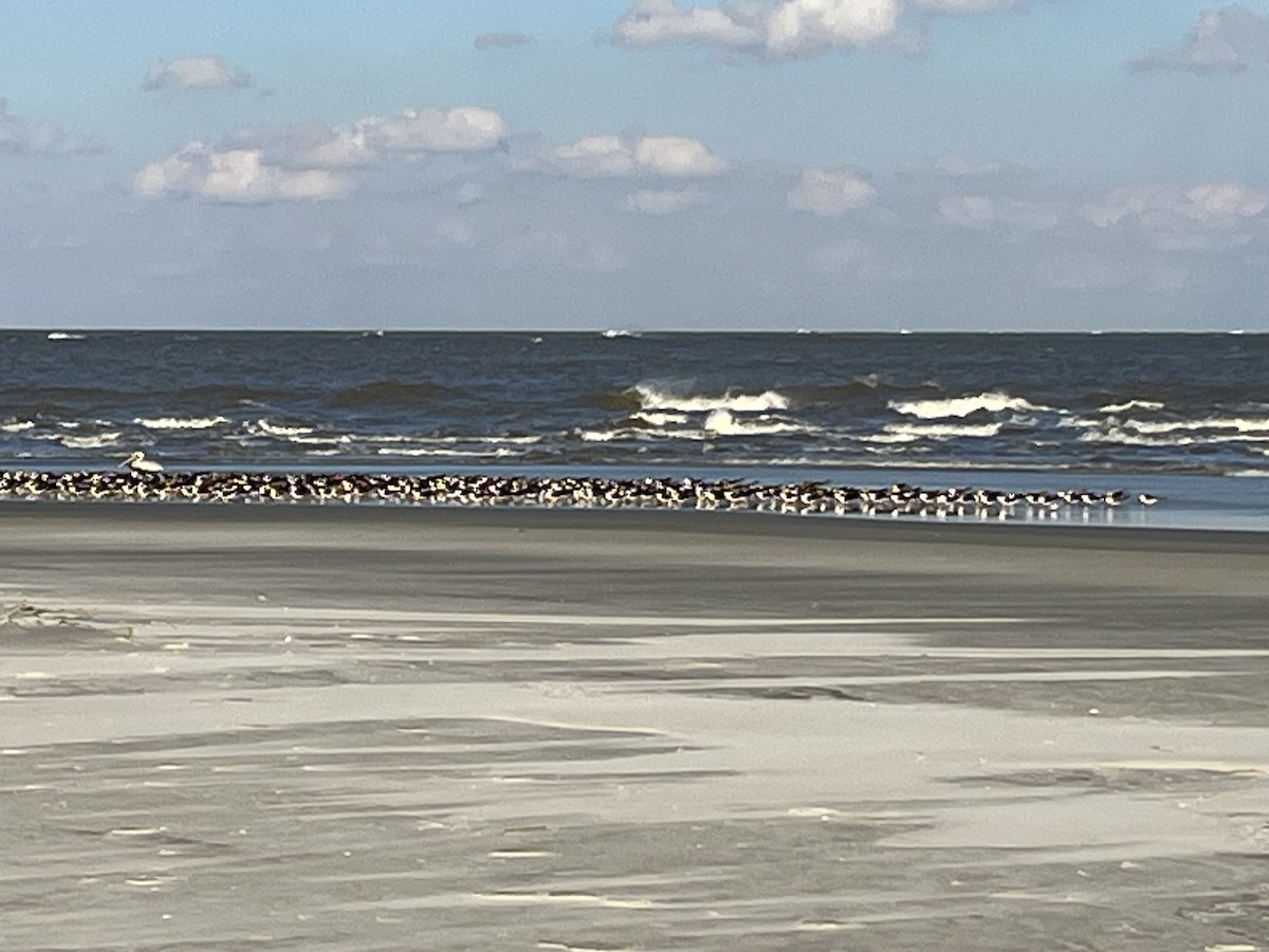 Black Skimmer - ML611467419