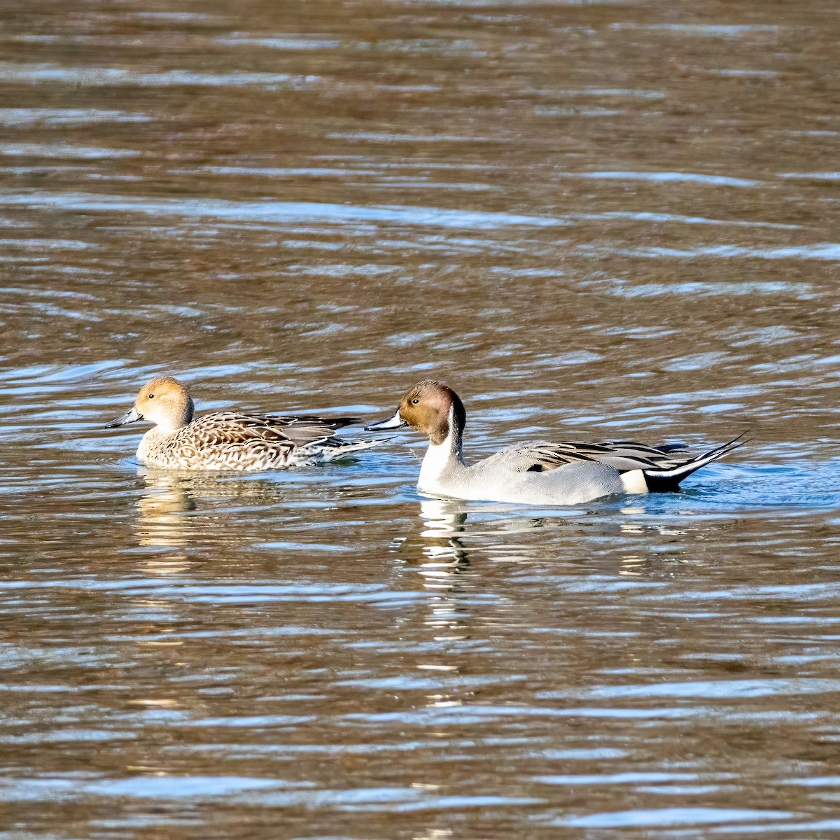 Northern Pintail - ML611467454