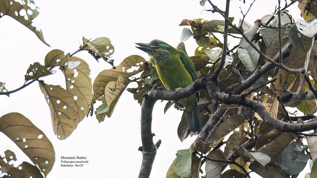 Mountain Barbet - ML611467460