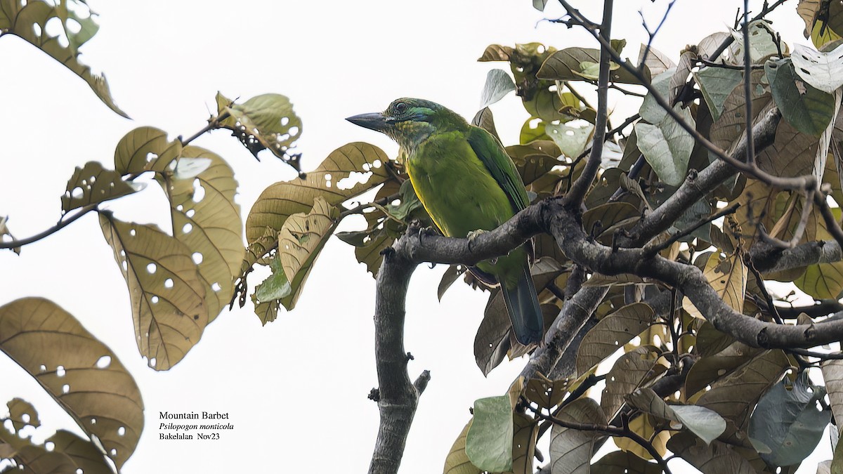Borneobartvogel - ML611467461