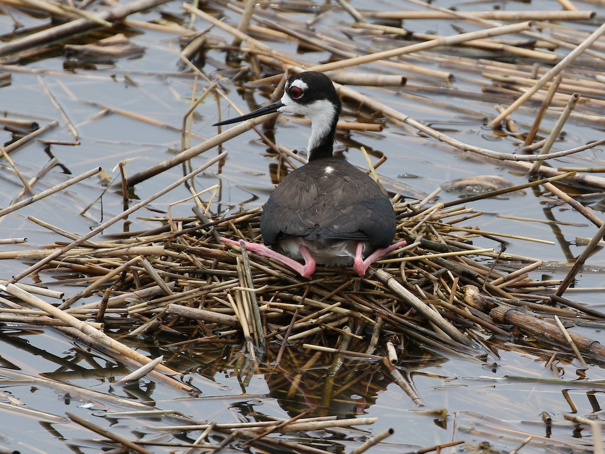 Black-necked Stilt - Steve Calver