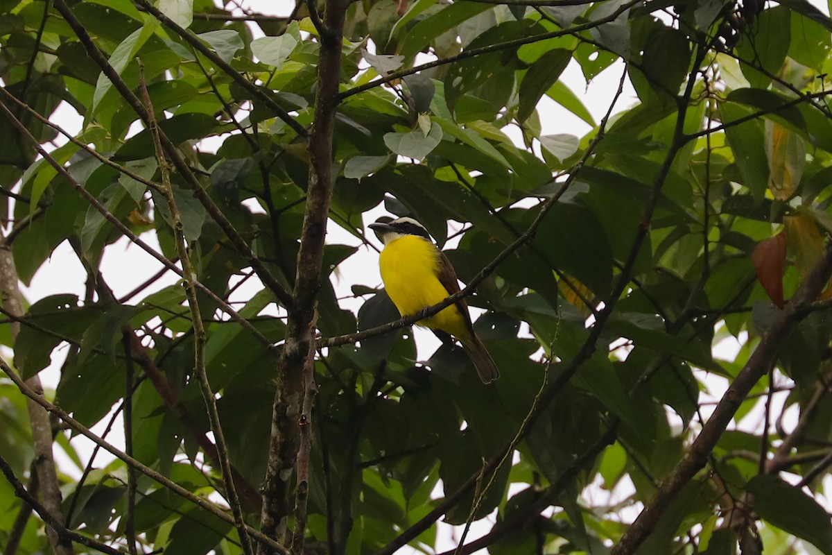 Bienteveo Pitanguá (chrysogaster) - ML611467531