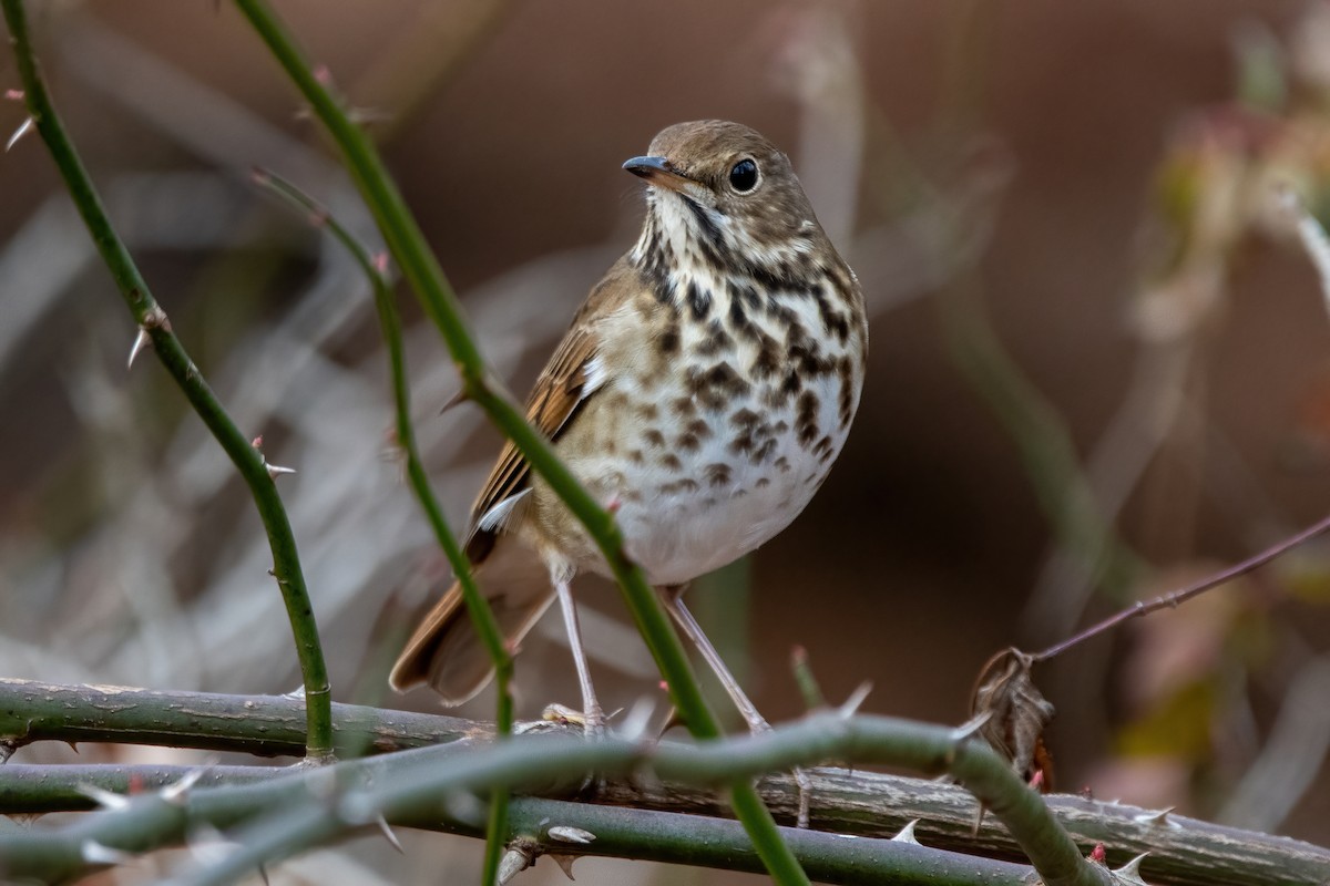 Hermit Thrush - ML611467532