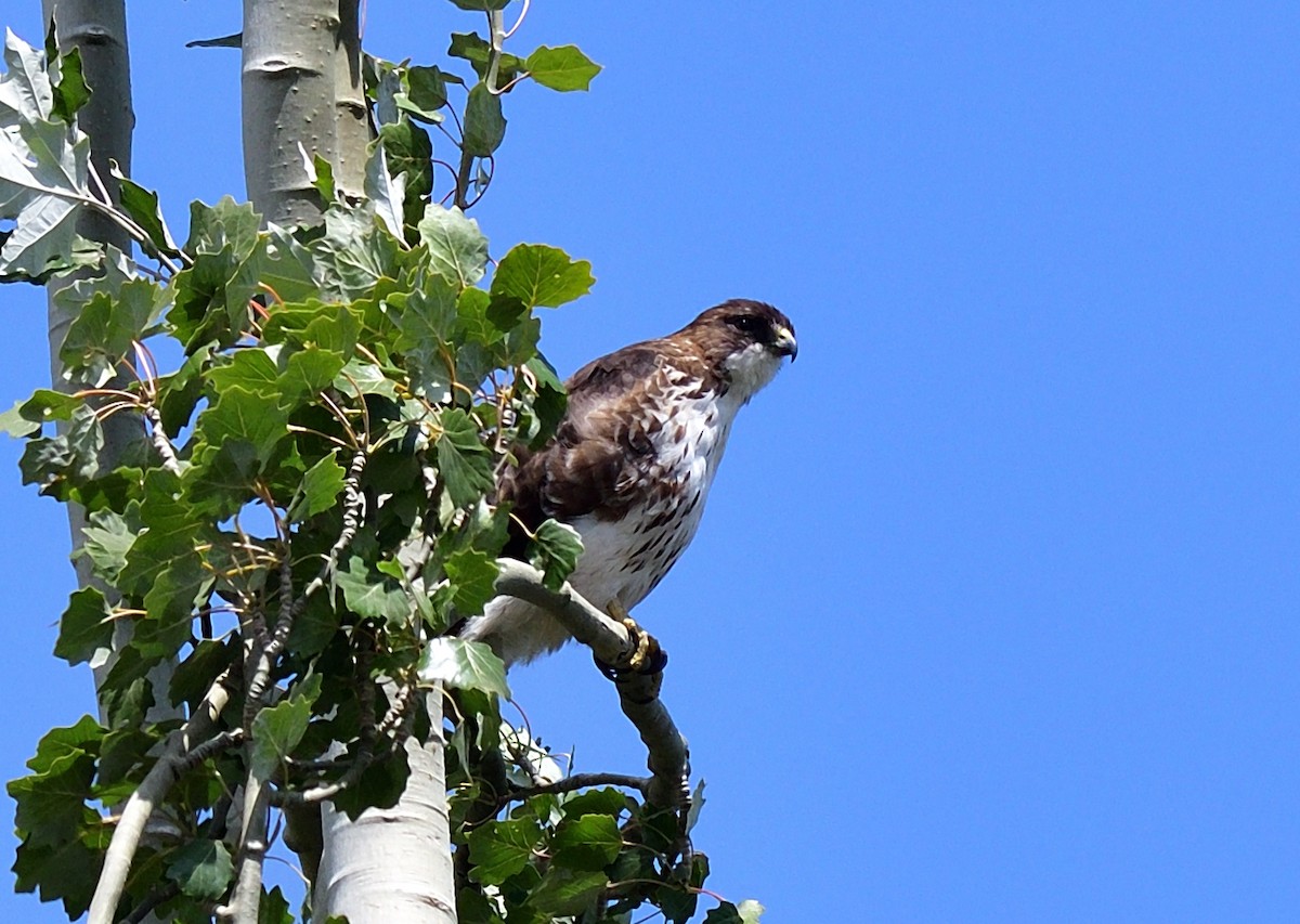 White-throated Hawk - ML611467593