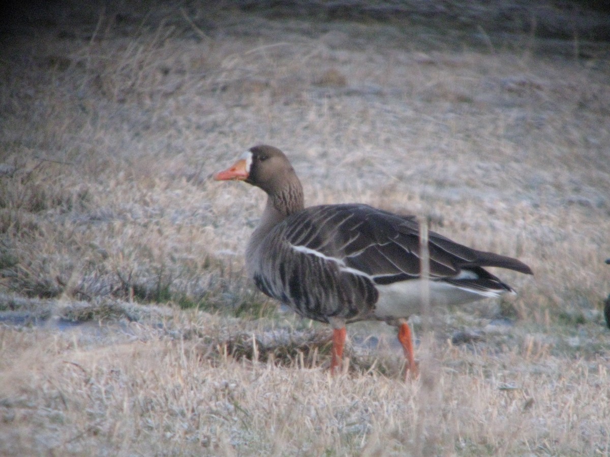 Greater White-fronted Goose - ML611467654