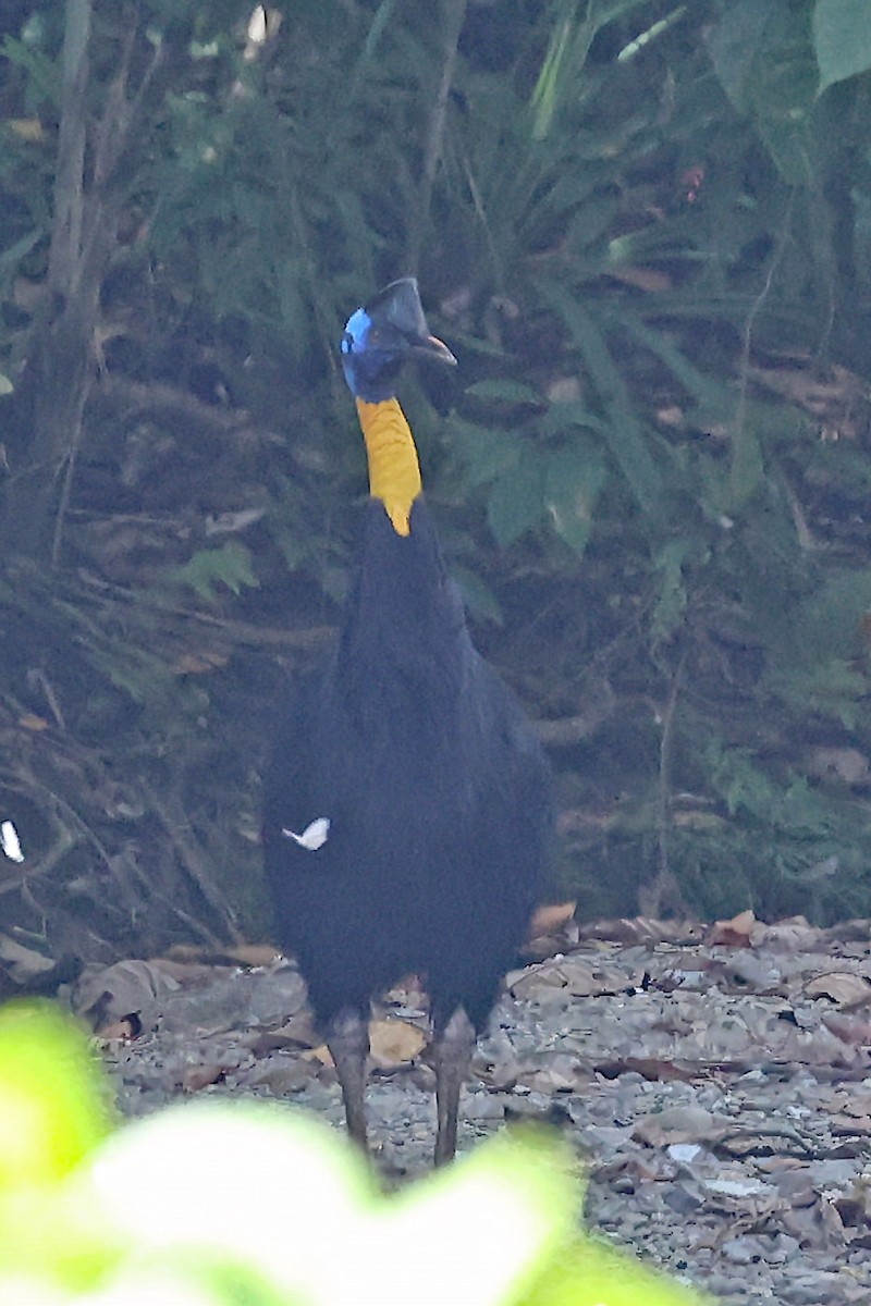 Northern Cassowary - Jarmo Komi