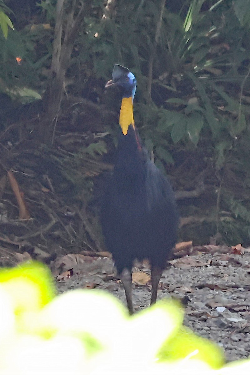 Northern Cassowary - ML611467660