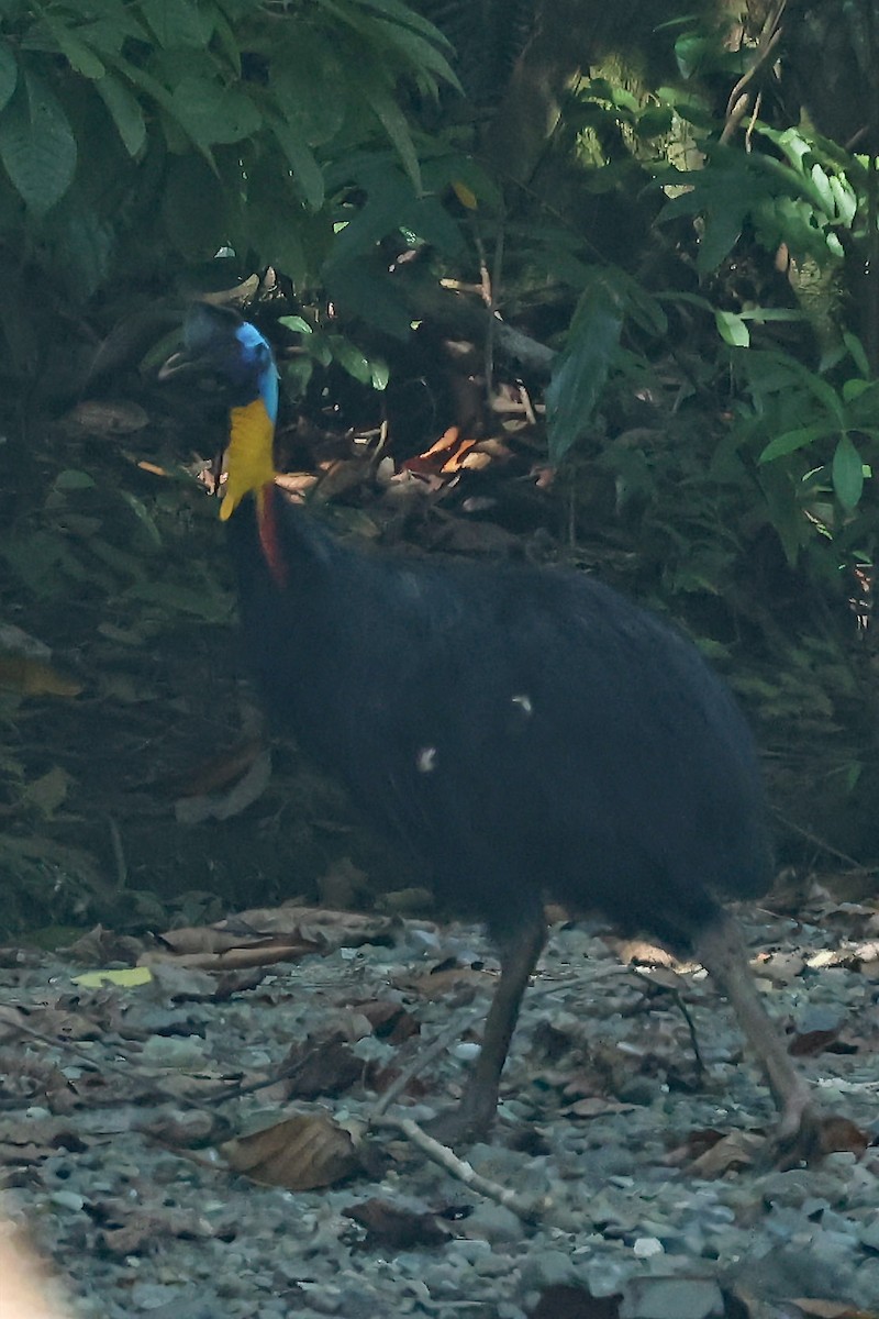 Northern Cassowary - ML611467661