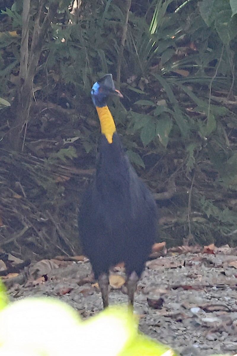 Northern Cassowary - ML611467662