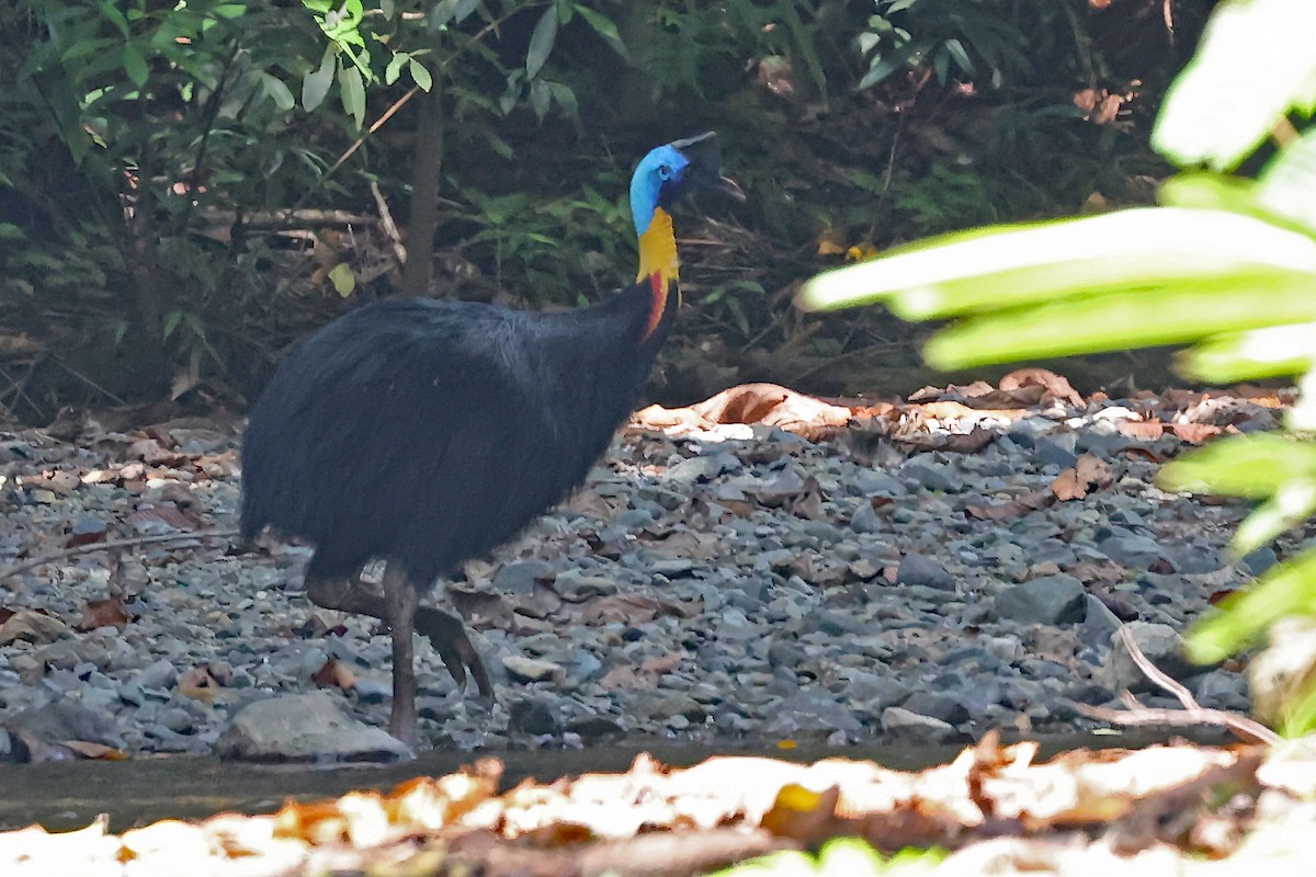 Northern Cassowary - ML611467663