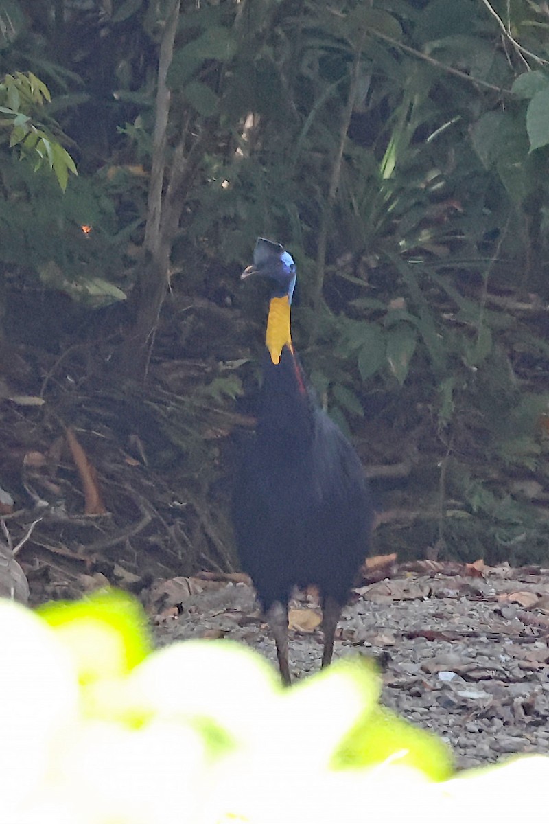 Northern Cassowary - ML611467664