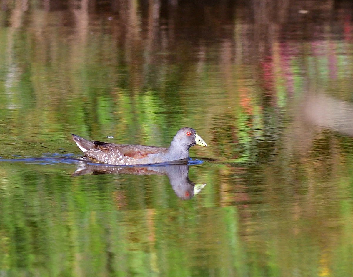 Spot-flanked Gallinule - ML611467666