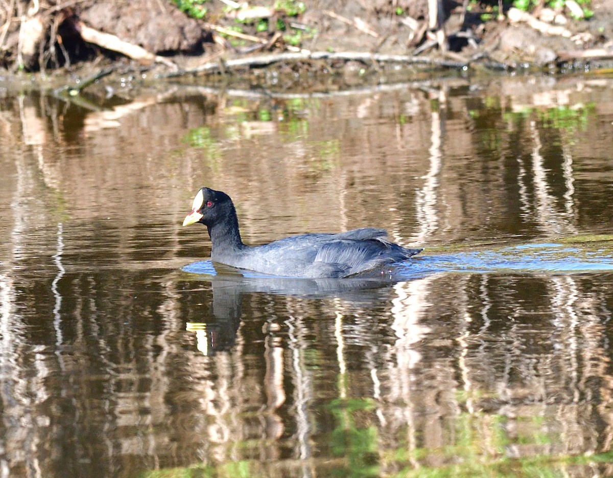 Red-gartered Coot - ML611467679