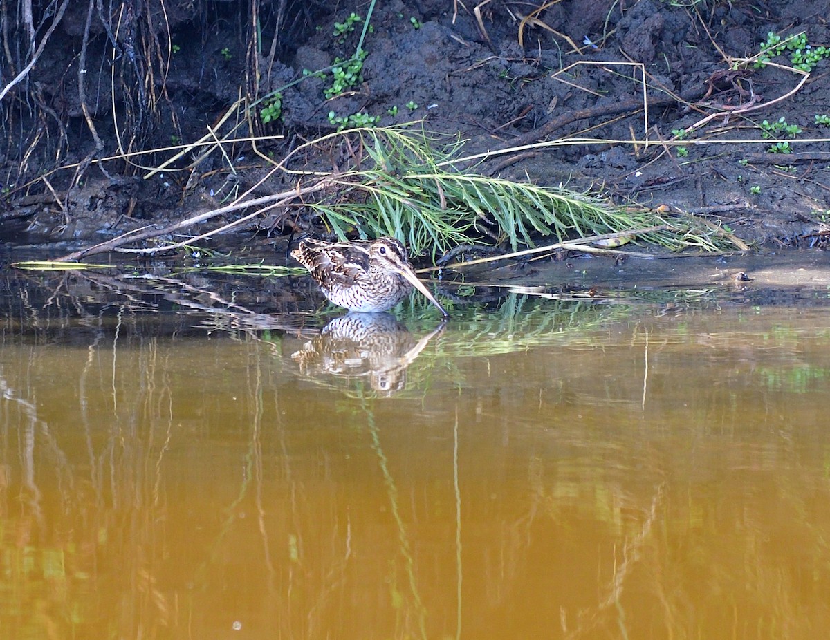 Magellanic Snipe - ML611467682