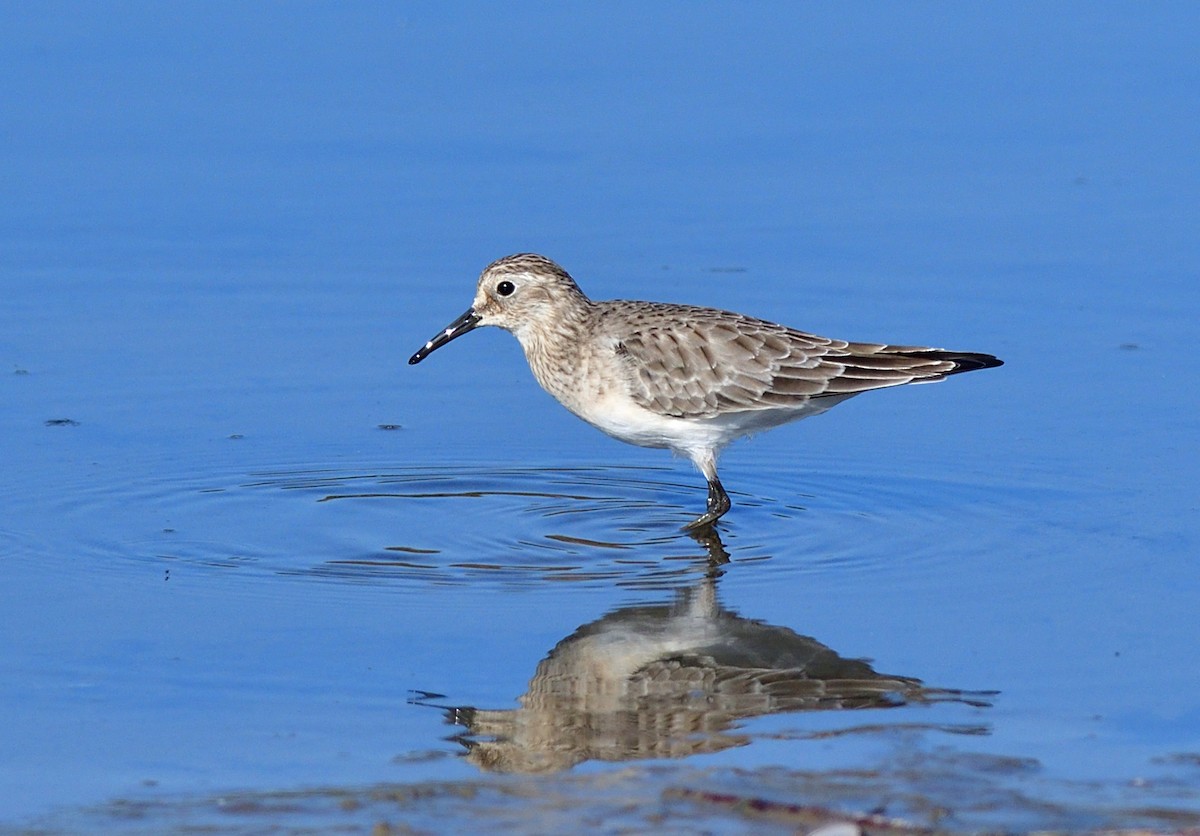 Baird's Sandpiper - Nick Bray