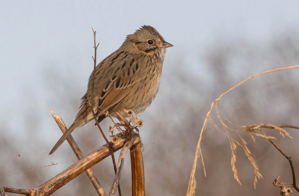 Lincoln's Sparrow - John Scharpen