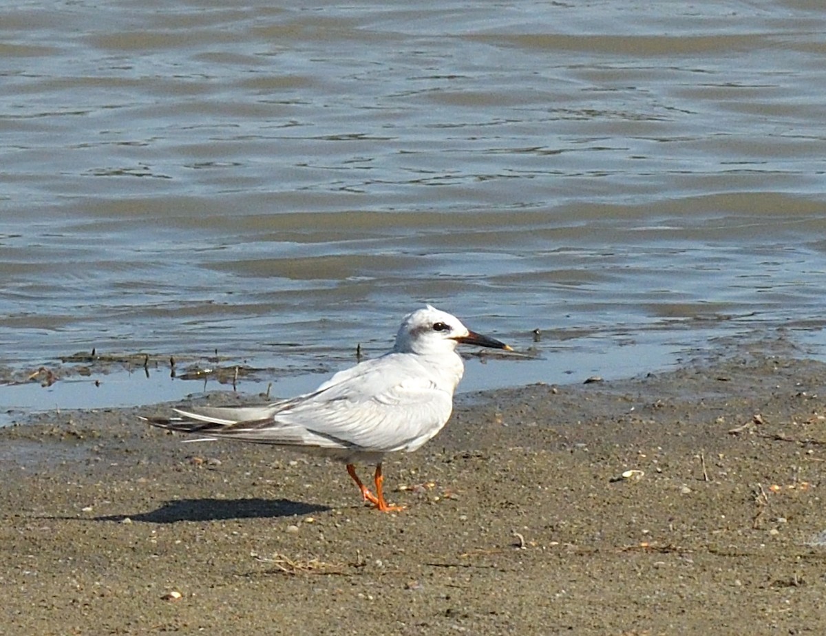 Snowy-crowned Tern - ML611467757