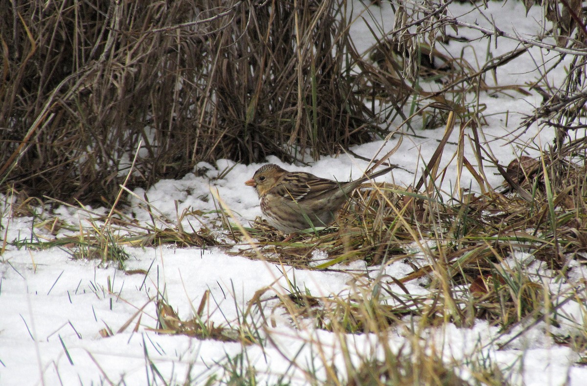 Harris's Sparrow - ML611467765