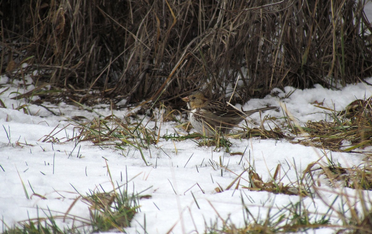 Harris's Sparrow - ML611467769
