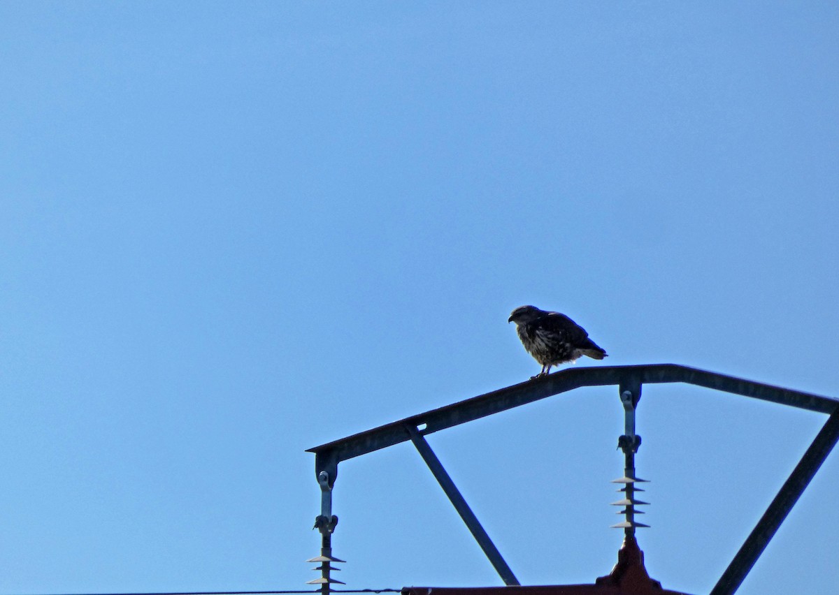 Common Buzzard - Francisco Javier Calvo lesmes