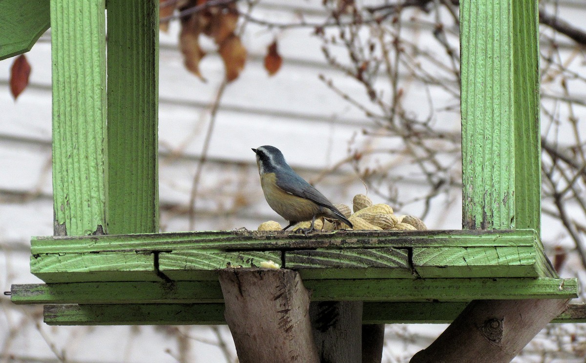 Red-breasted Nuthatch - ML611467854