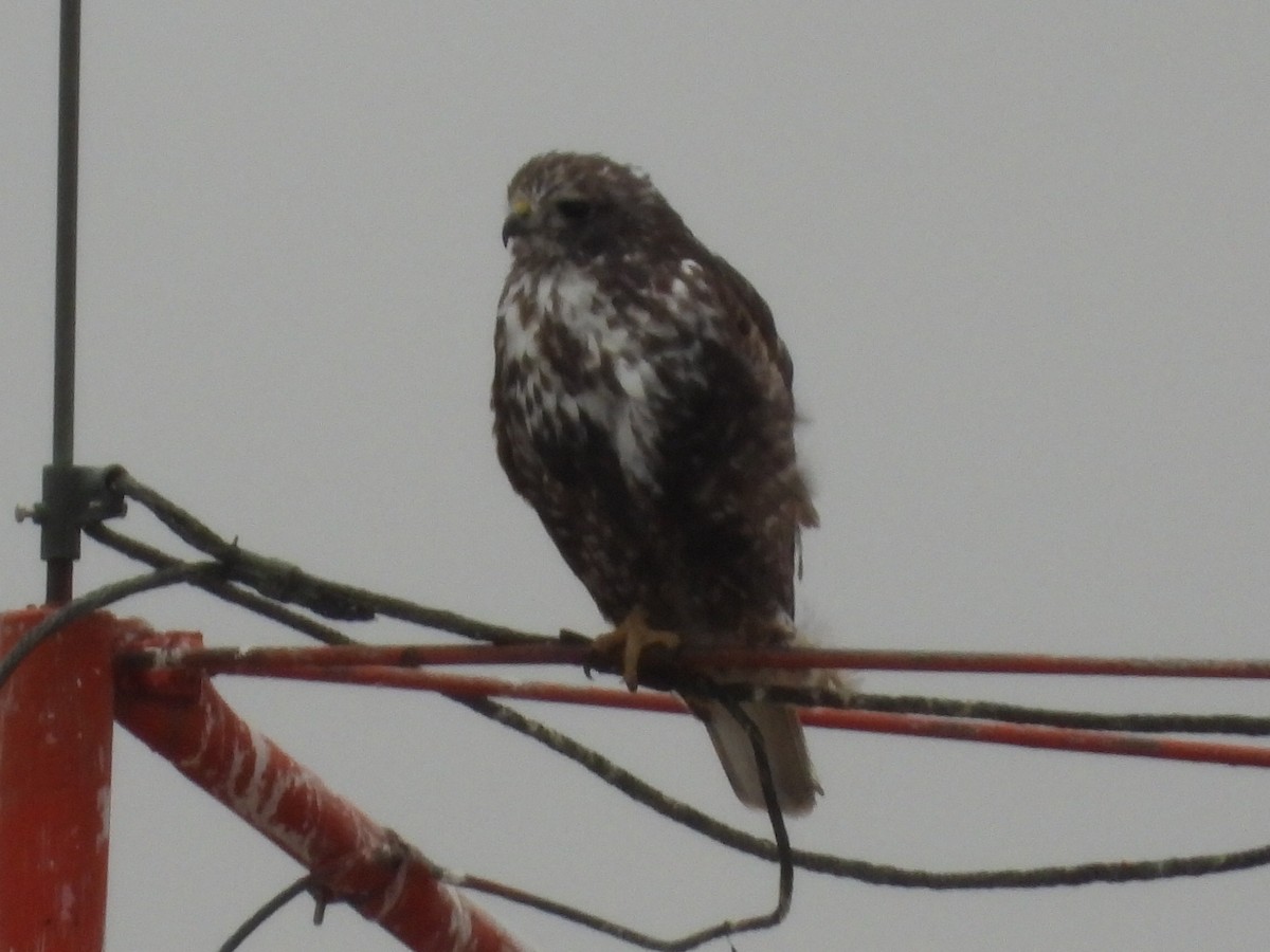 Red-tailed Hawk (Harlan's) - ML611467879