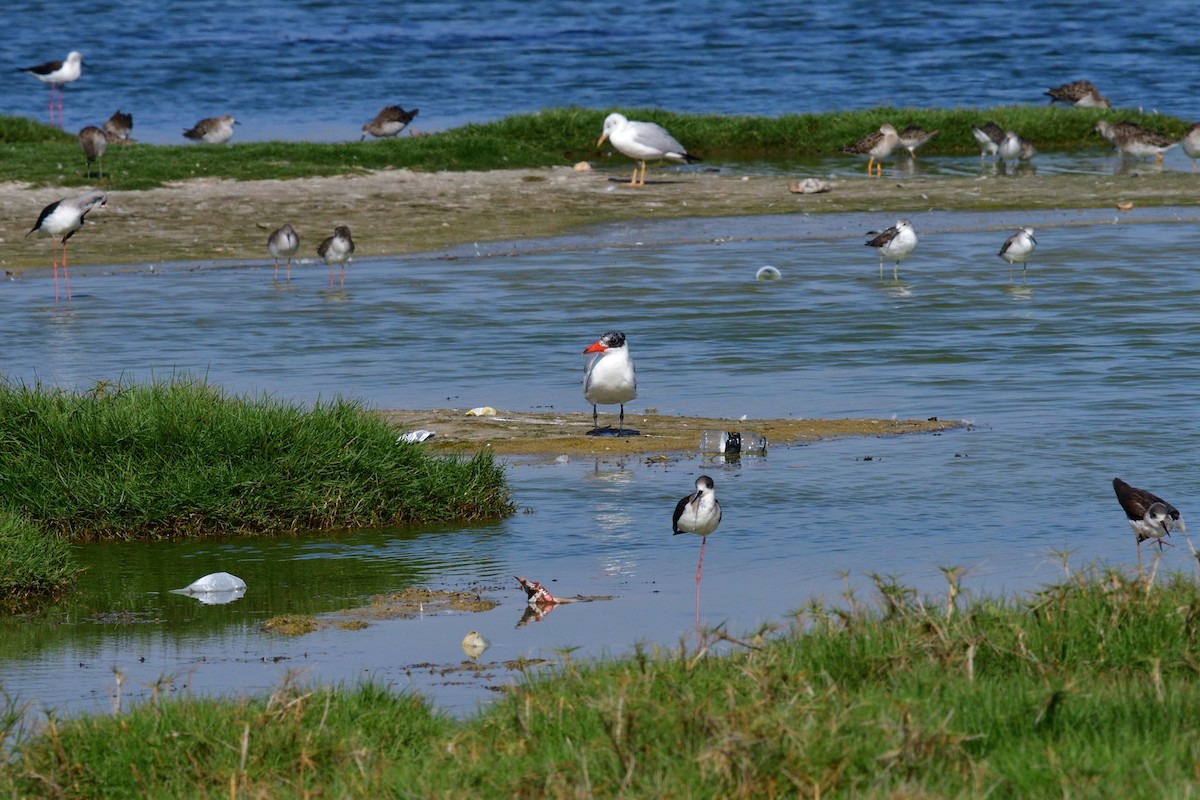 Caspian Tern - ML611467884