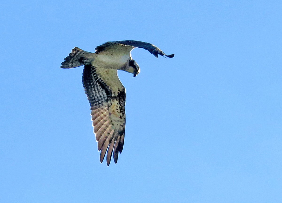 Osprey - Juan Pérez