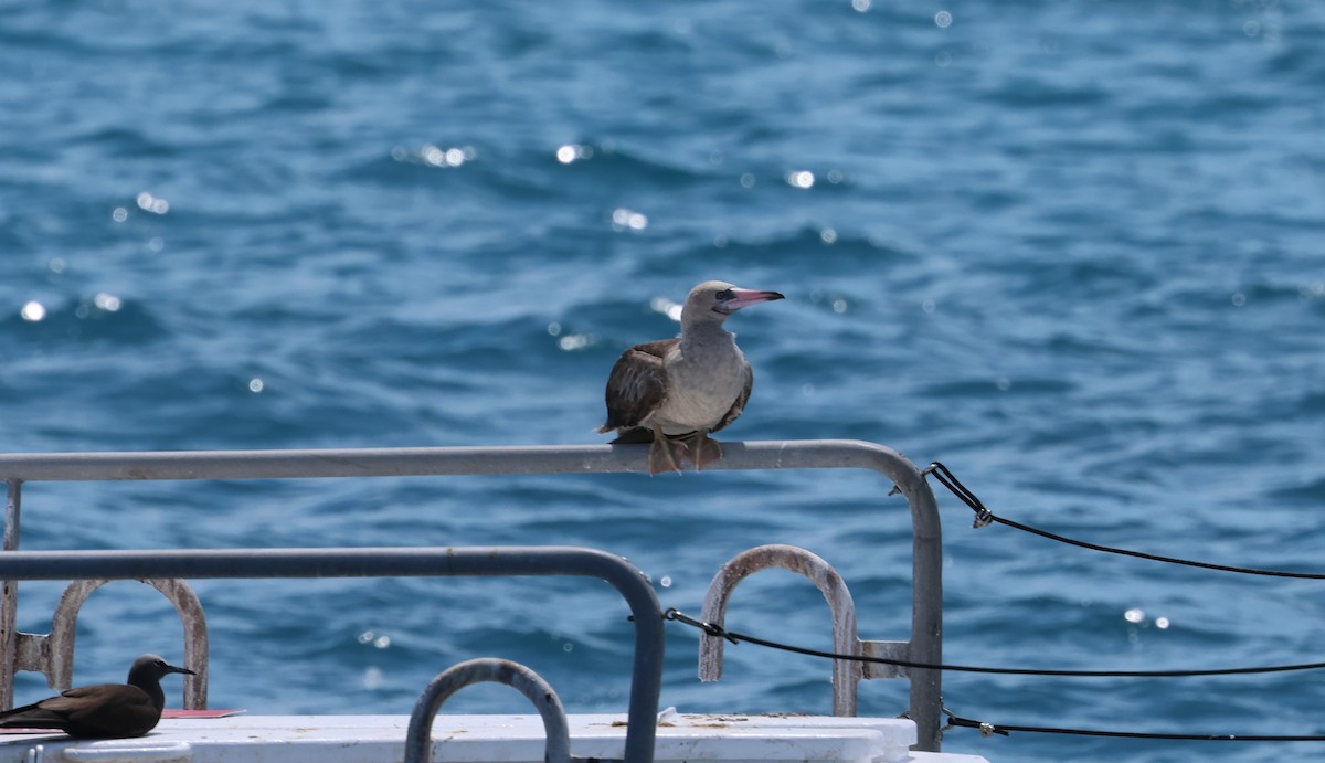 Red-footed Booby - ML611467904