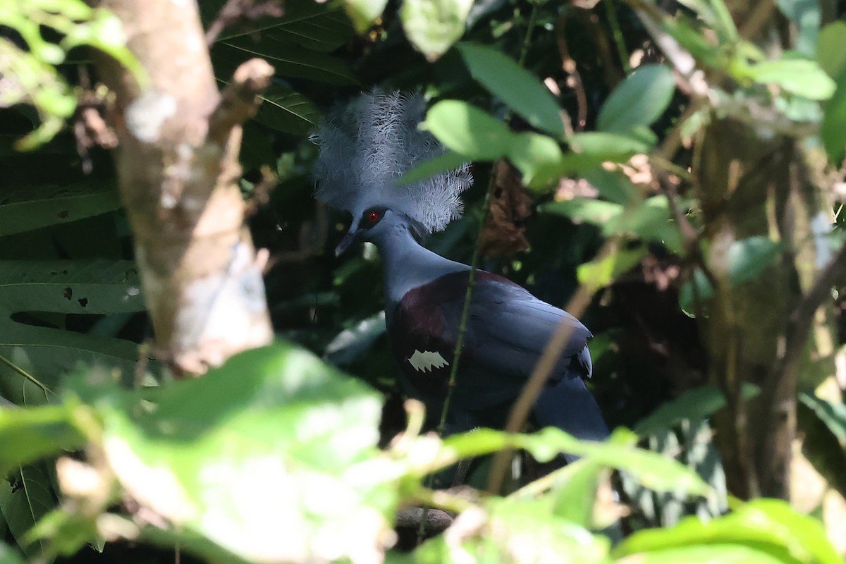 Western Crowned-Pigeon - Jarmo Komi