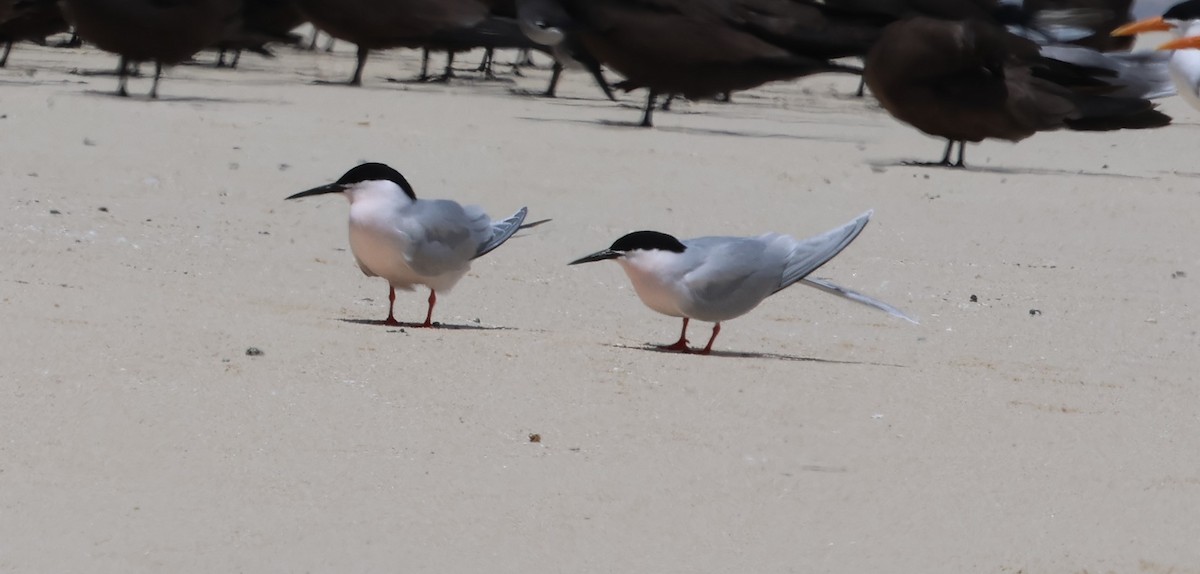 Roseate Tern - ML611468007