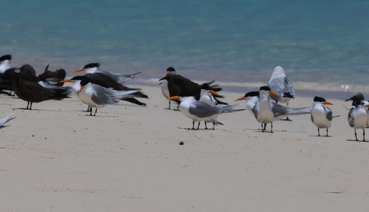 Lesser Crested Tern - Donald Wellmann