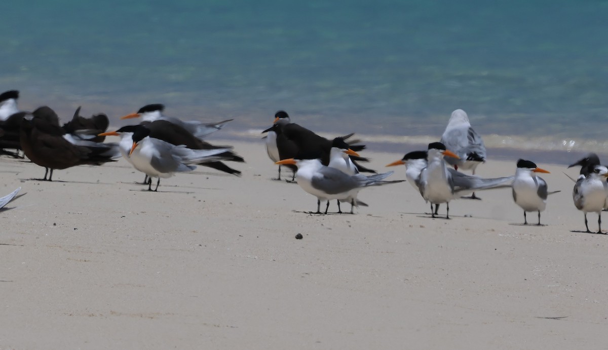 Lesser Crested Tern - ML611468038