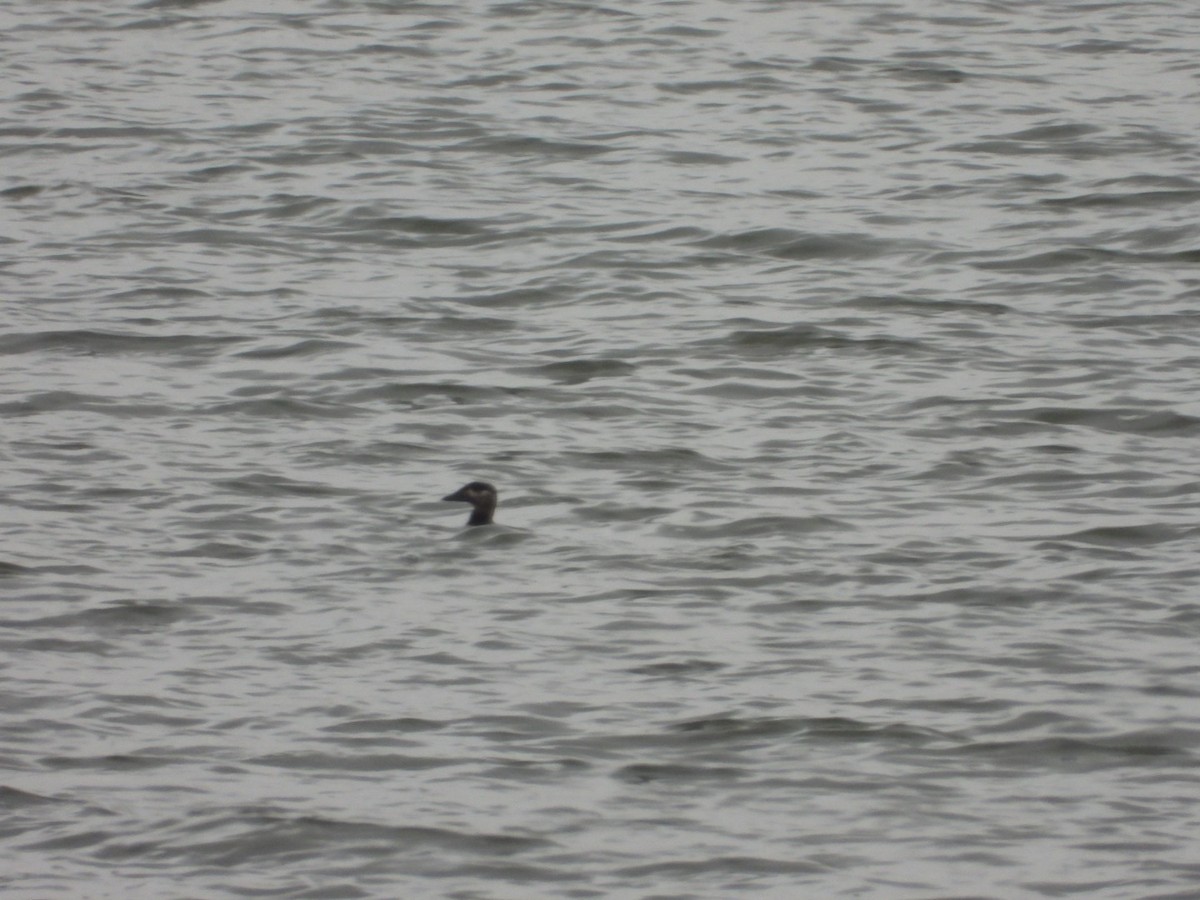 Surf Scoter - ML611468043