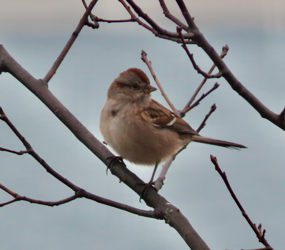 American Tree Sparrow - Randy Shonkwiler