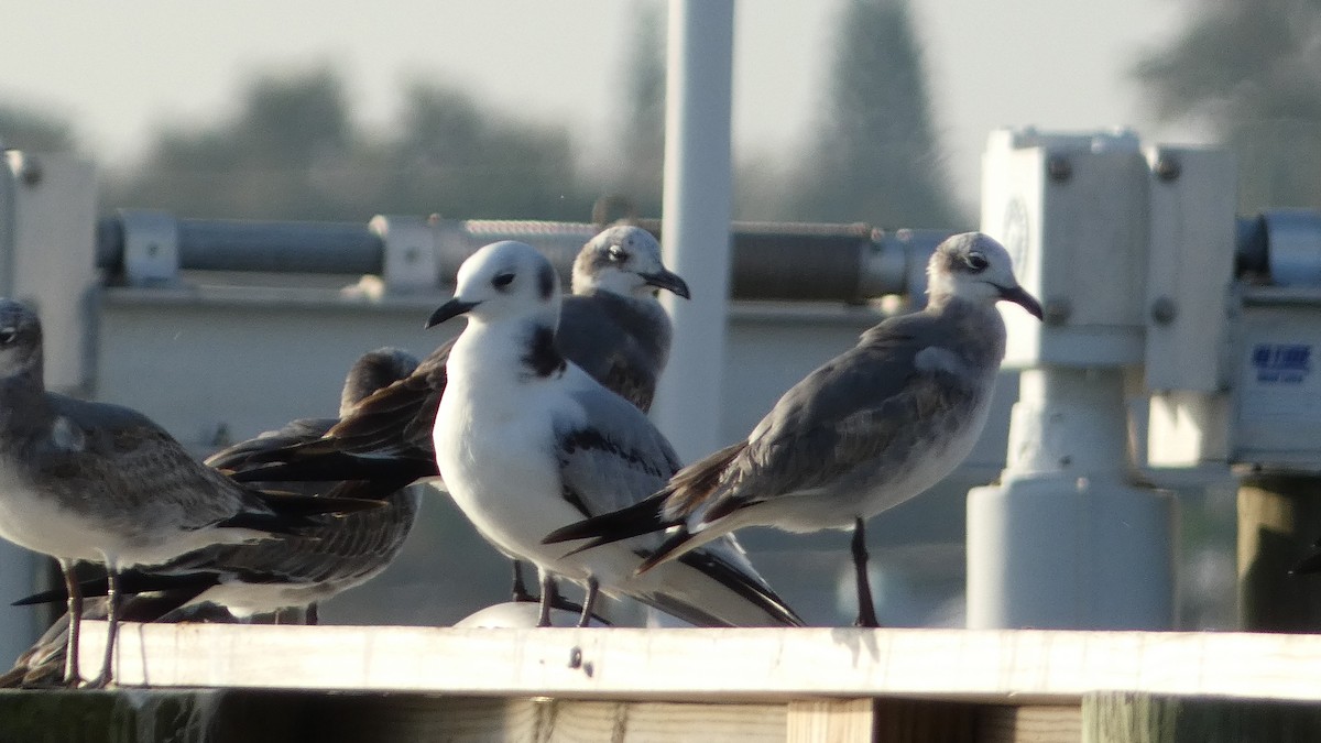 Black-legged Kittiwake - ML611468167