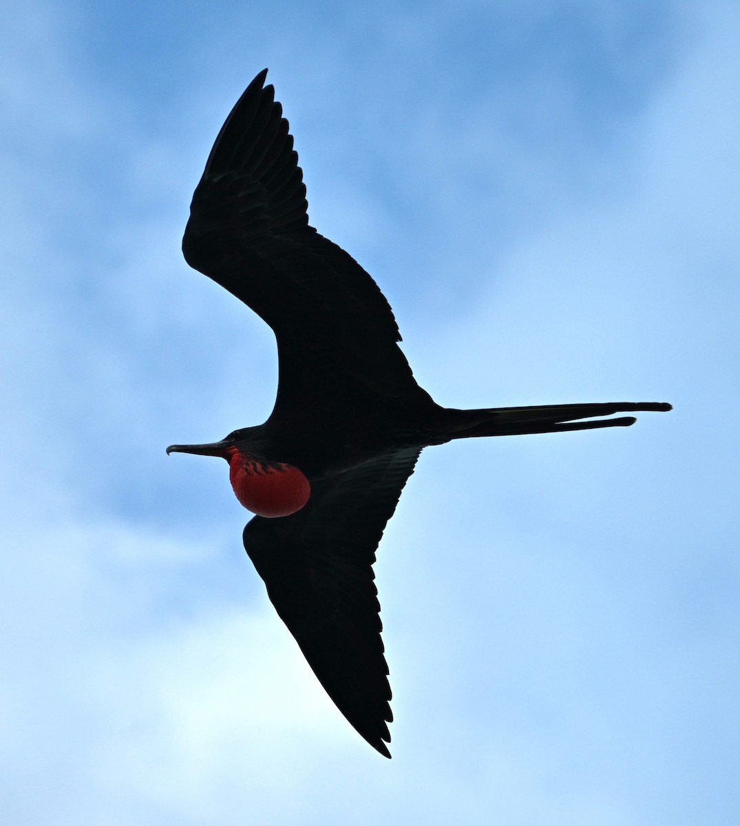 Magnificent Frigatebird - Andy Rathbone