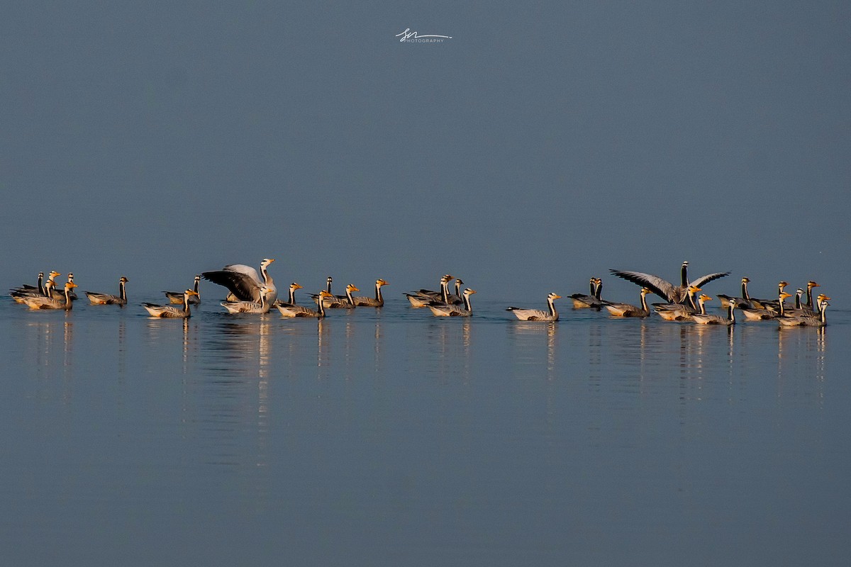 Bar-headed Goose - ML611468203