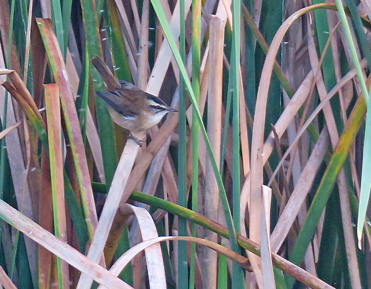 Moustached Warbler - Juan Pérez