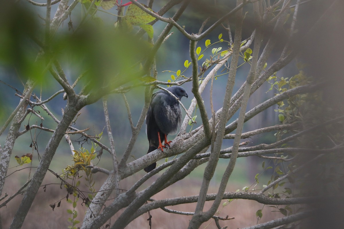 Crane Hawk (Blackish) - ML611468427