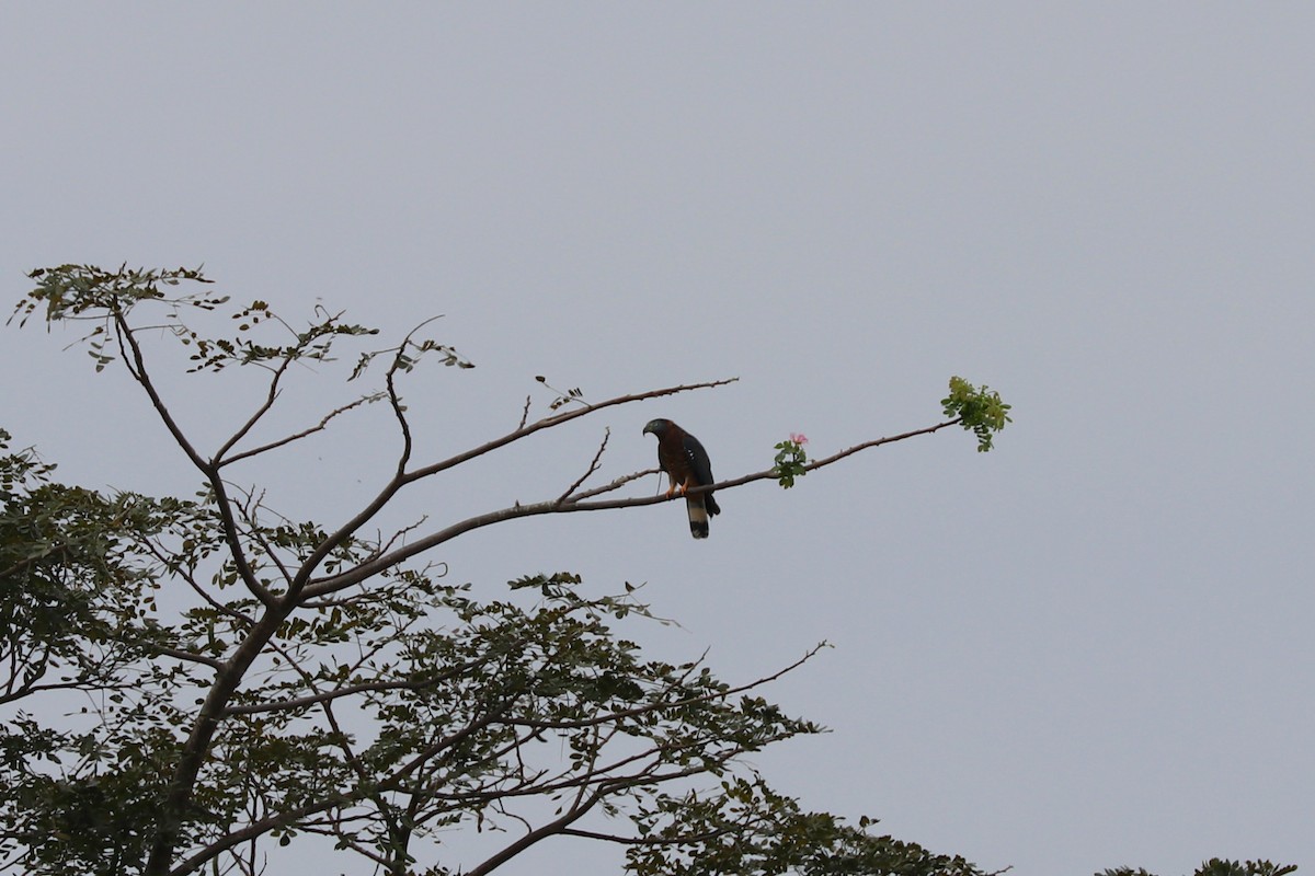 Hook-billed Kite - ML611468428