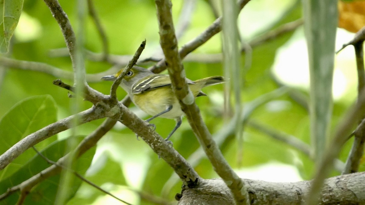 White-eyed Vireo - ML611468435