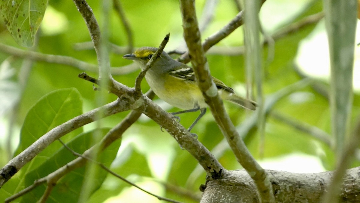 White-eyed Vireo - ML611468436