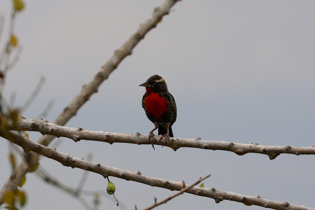 Peruvian Meadowlark - ML611468438