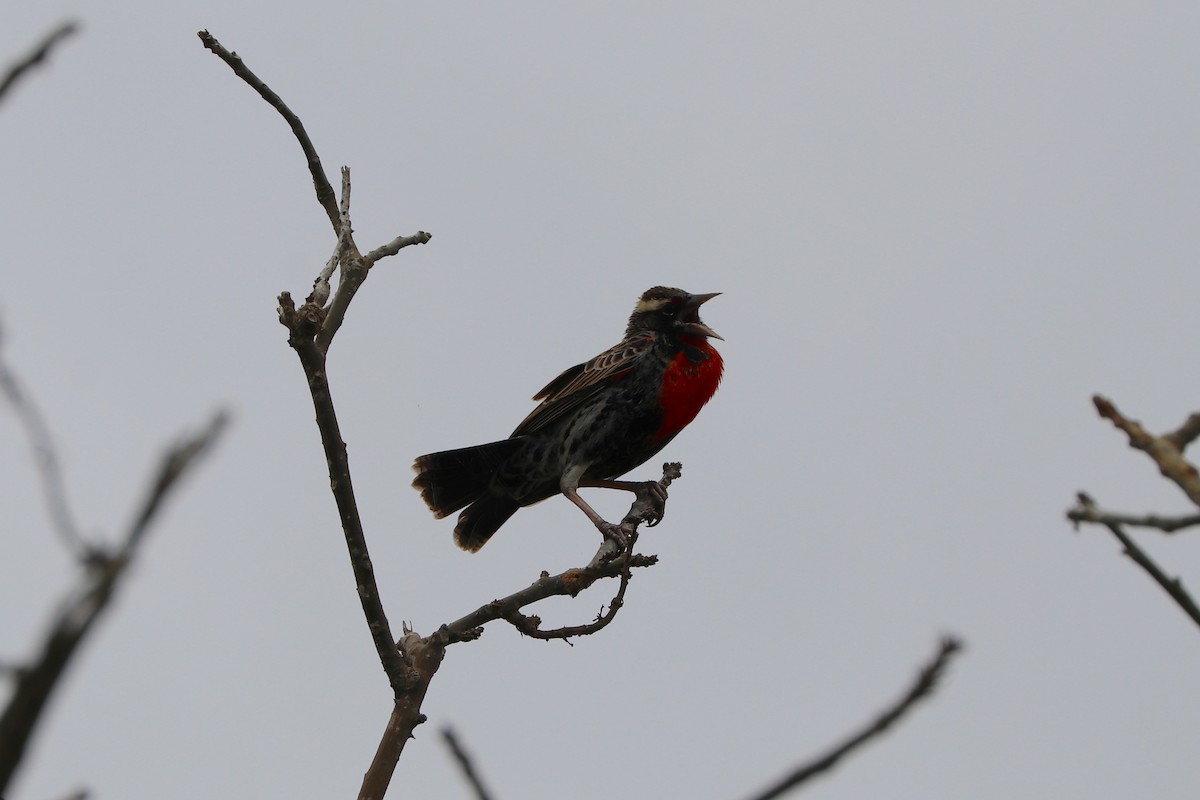 Peruvian Meadowlark - ML611468440