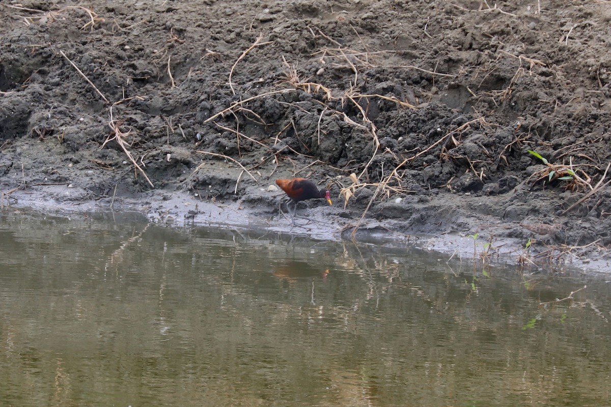 Wattled Jacana (Chestnut-backed) - ML611468442